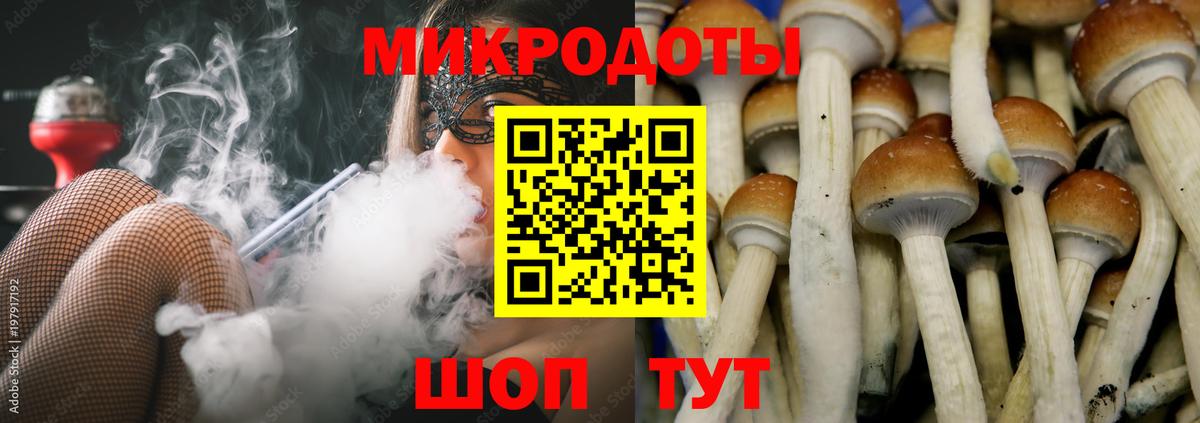 Псилоцибиновые грибы Psilocybine cubensis Выборг